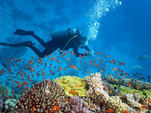 6 lugares para practicar buceo en Gran Canaria